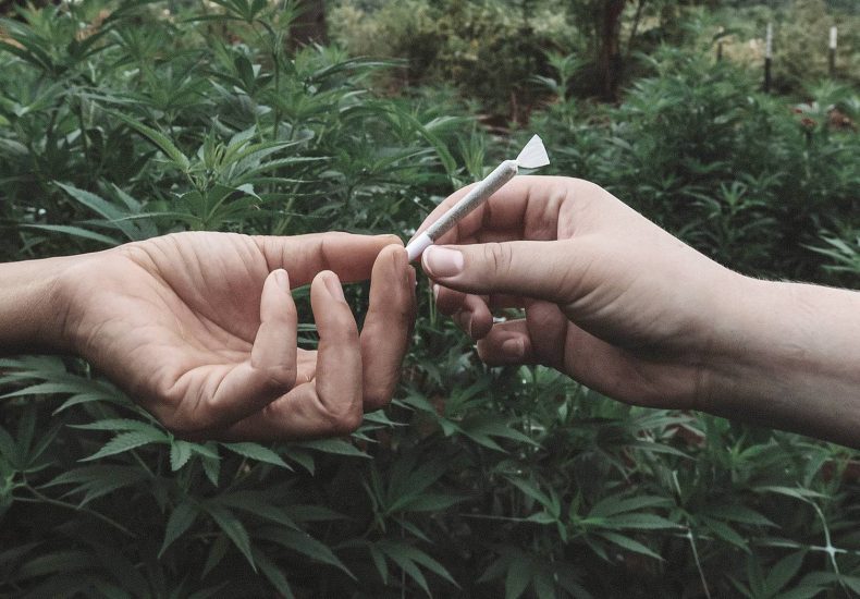 Canada's FREE Online Cannabis Store - Receive Up to 30 gramsame%