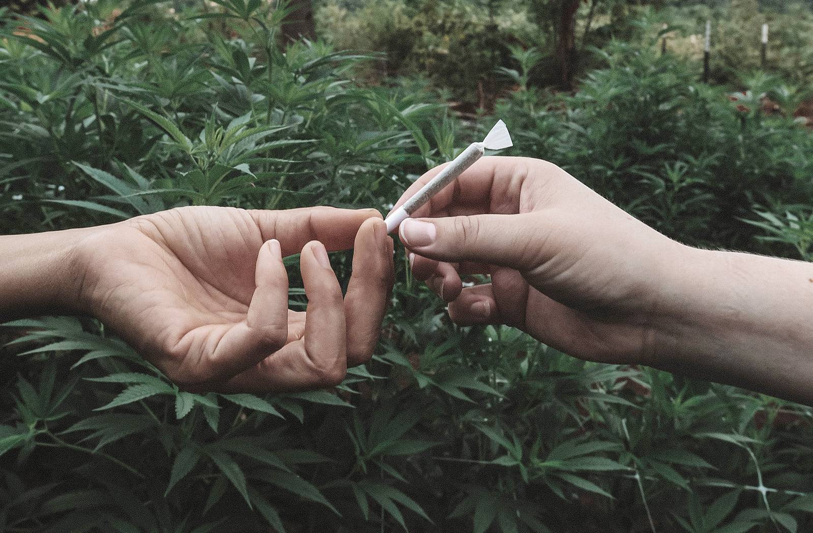 Canada's FREE Online Cannabis Store - Receive Up to 30 gramsame%
