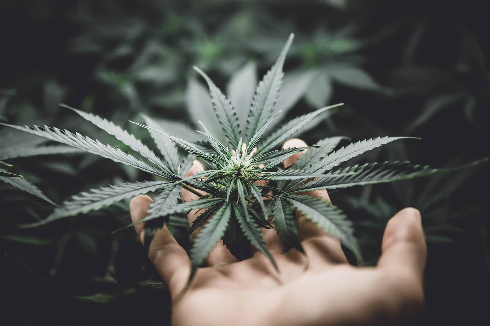 Canada's FREE Online Cannabis Store - Receive Up to 30 gramsame%