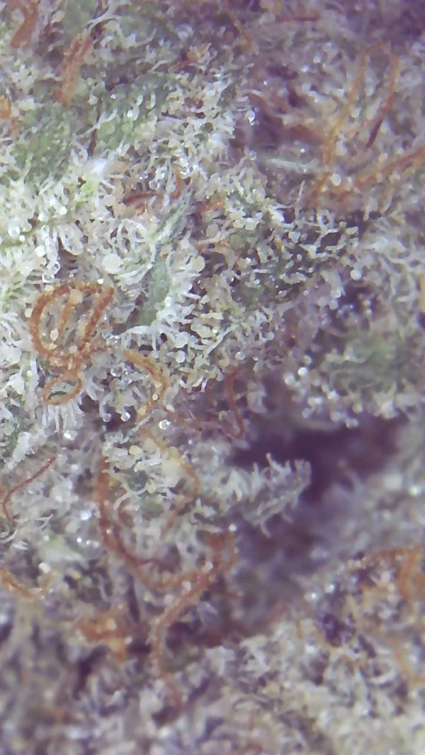 MAC OG - Image 7