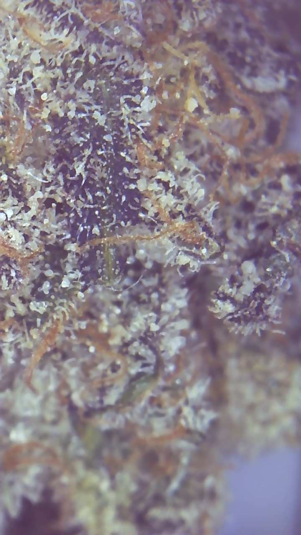 MAC OG - Image 6