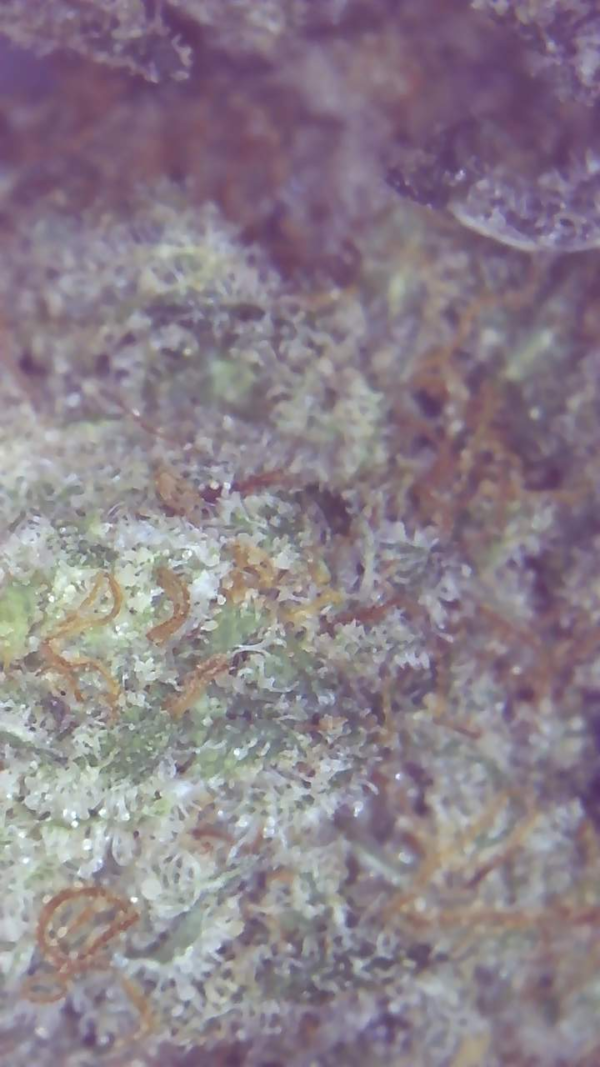 MAC OG - Image 5