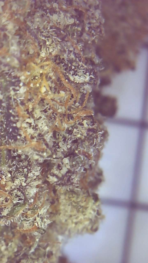 MAC OG