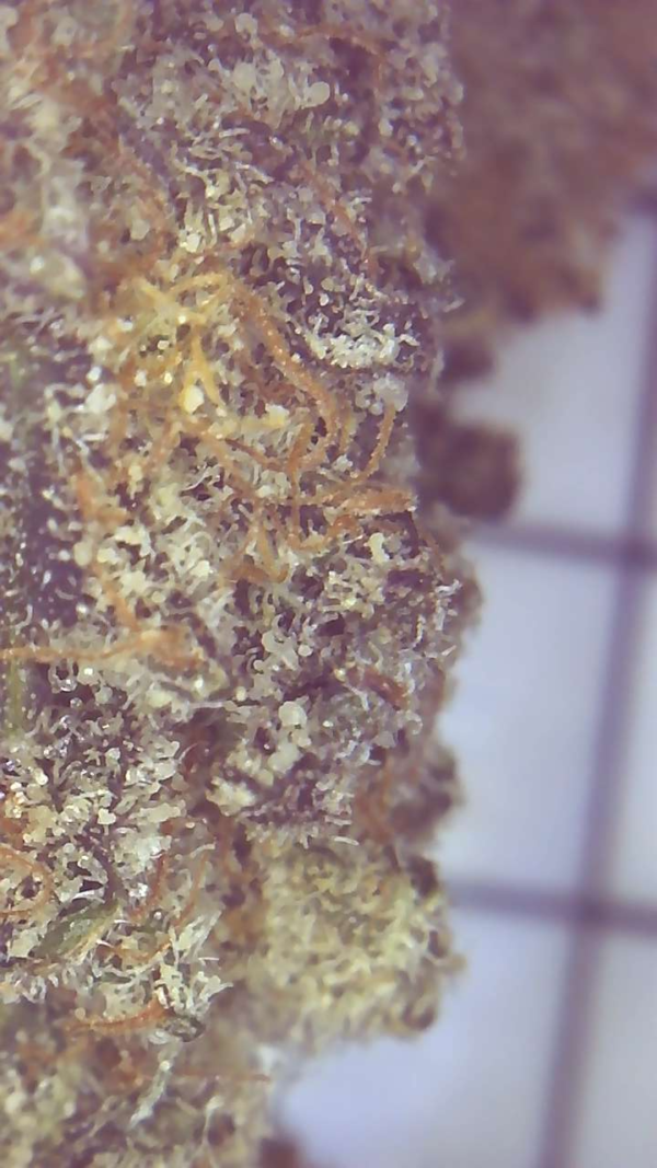 MAC OG