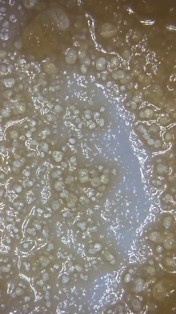 LEMON COOKIES "LIVE RESIN" - Image 3