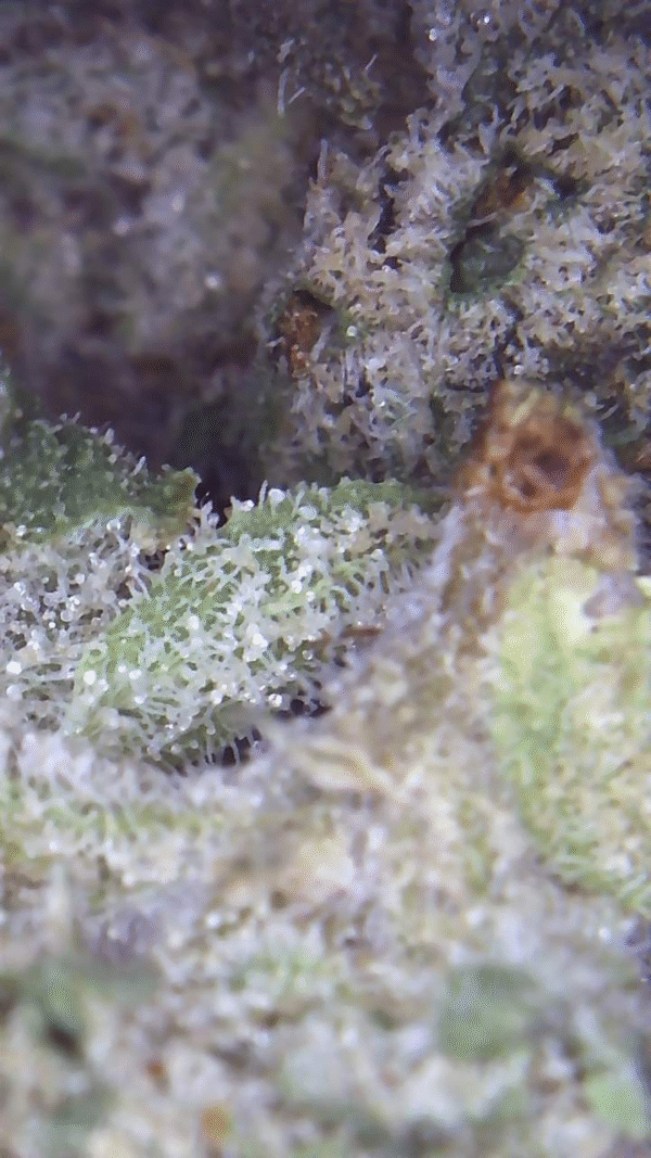 White Bubba Kush - Image 3