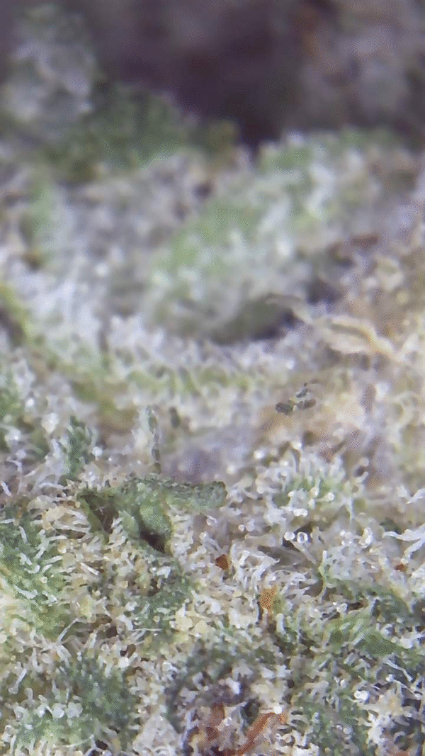 White Bubba Kush - Image 5