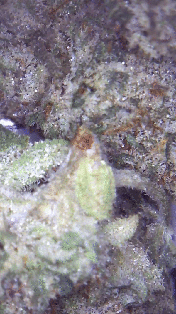White Bubba Kush - Image 4