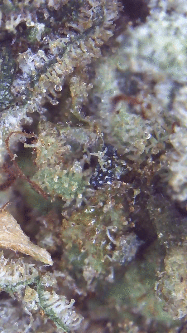 BUBBA KUSH - Image 3