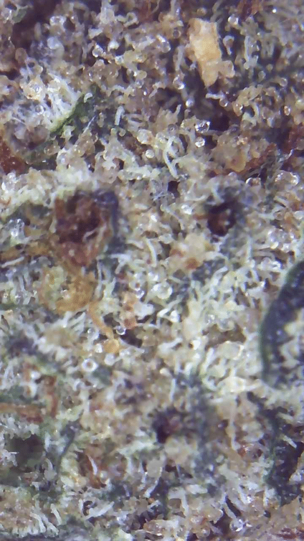 BUBBA KUSH - Image 4