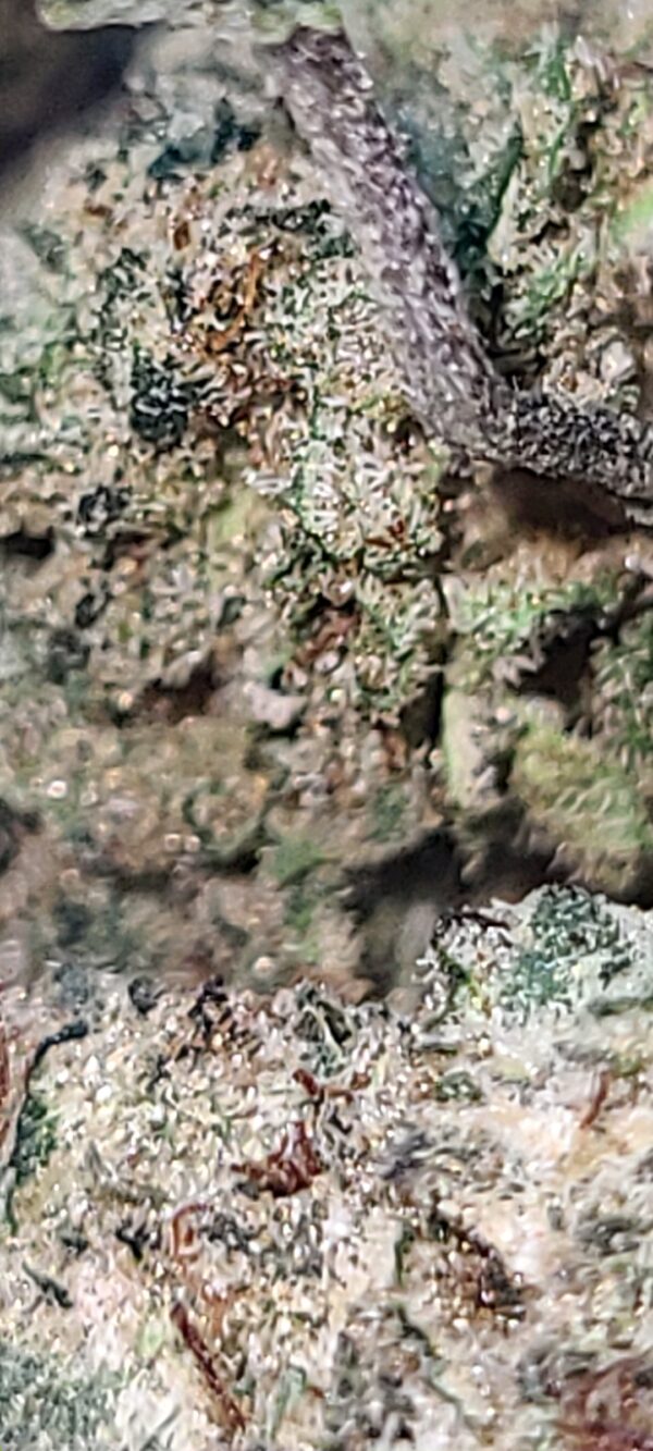 BUBBA KUSH - Image 5