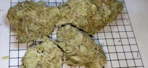 CAP JUNKY