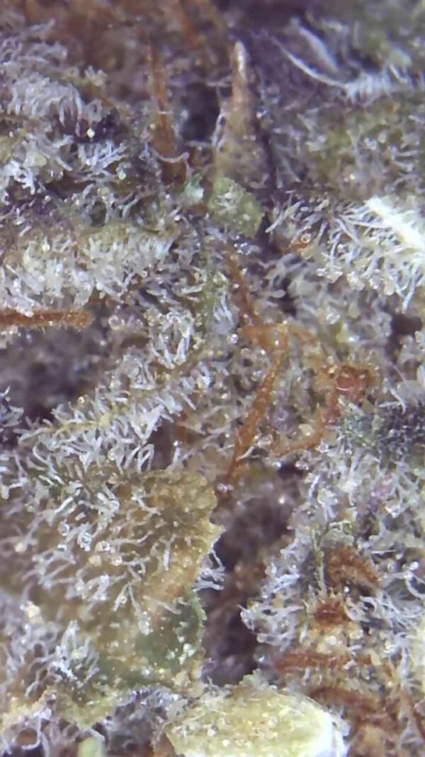 CAP JUNKY - Image 2