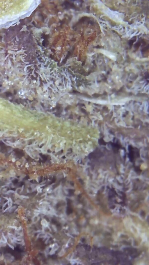 CAP JUNKY - Image 3