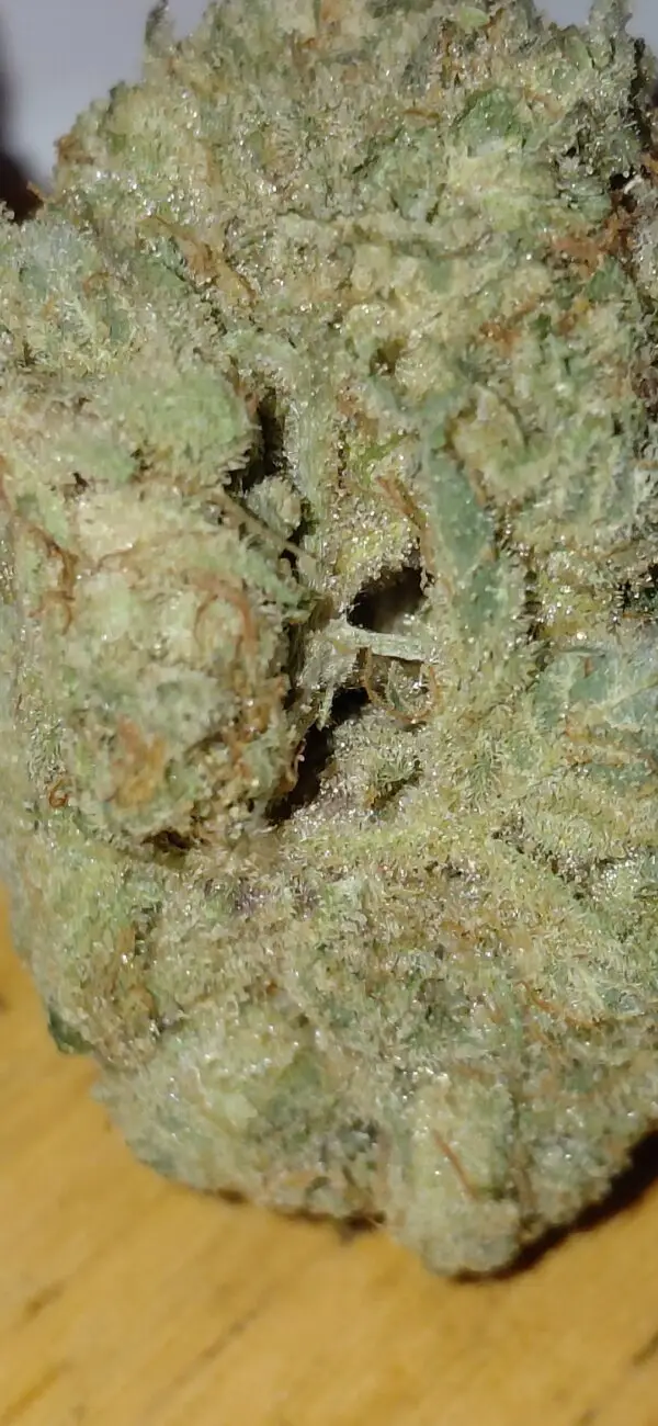 TROPICAL PUNCH - Image 2