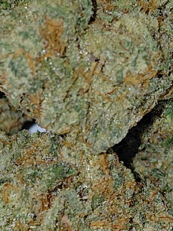 TROPICAL PUNCH - Image 3