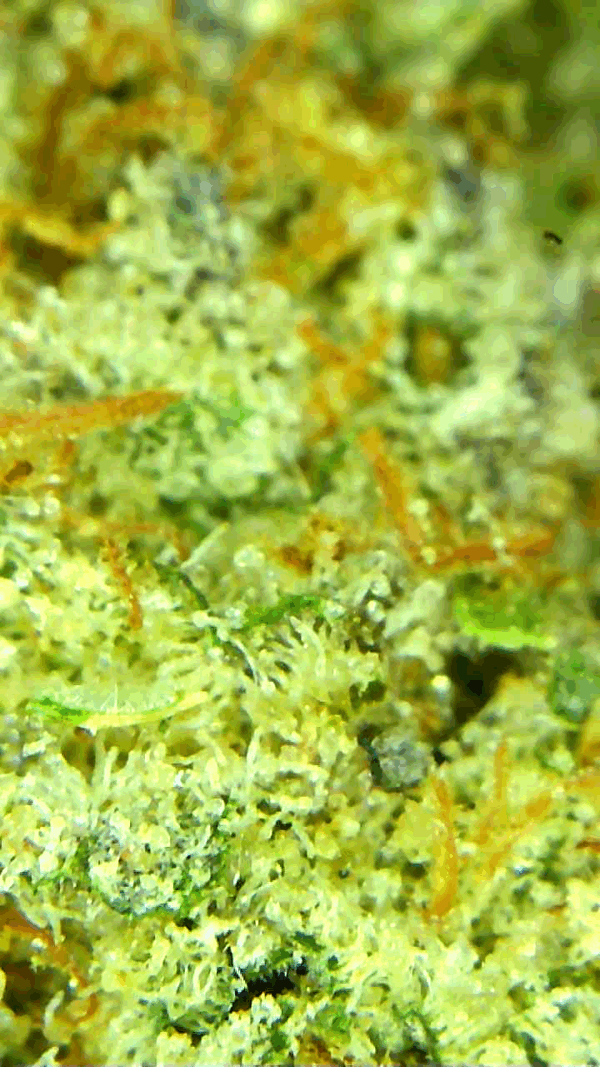 TROPICAL PUNCH - Image 4