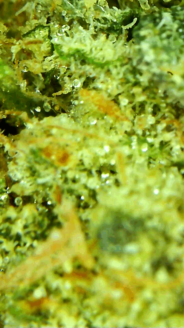 TROPICAL PUNCH - Image 5