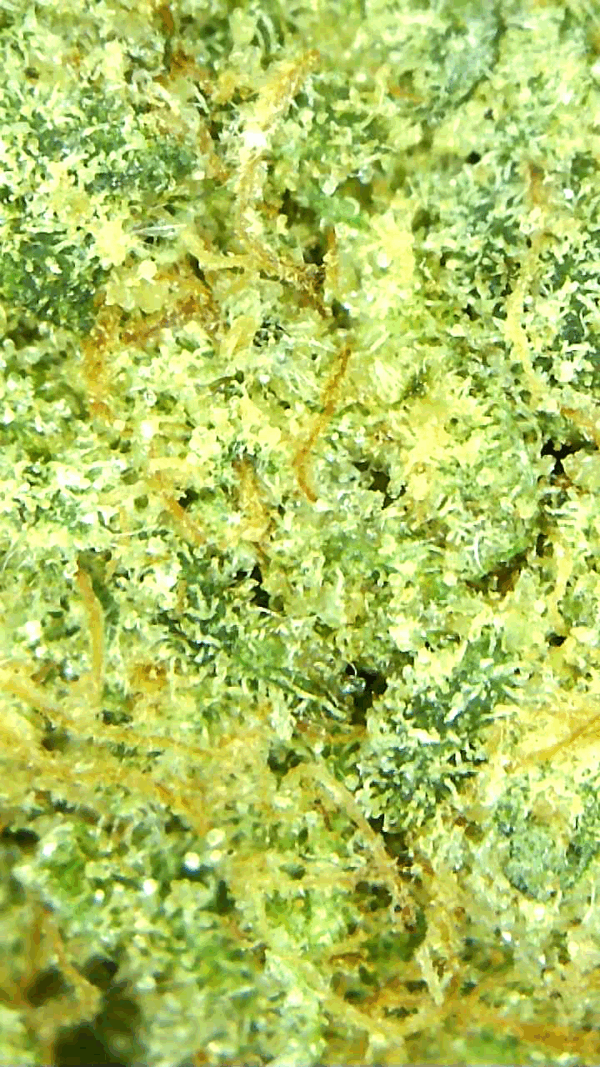 TROPICAL PUNCH - Image 6