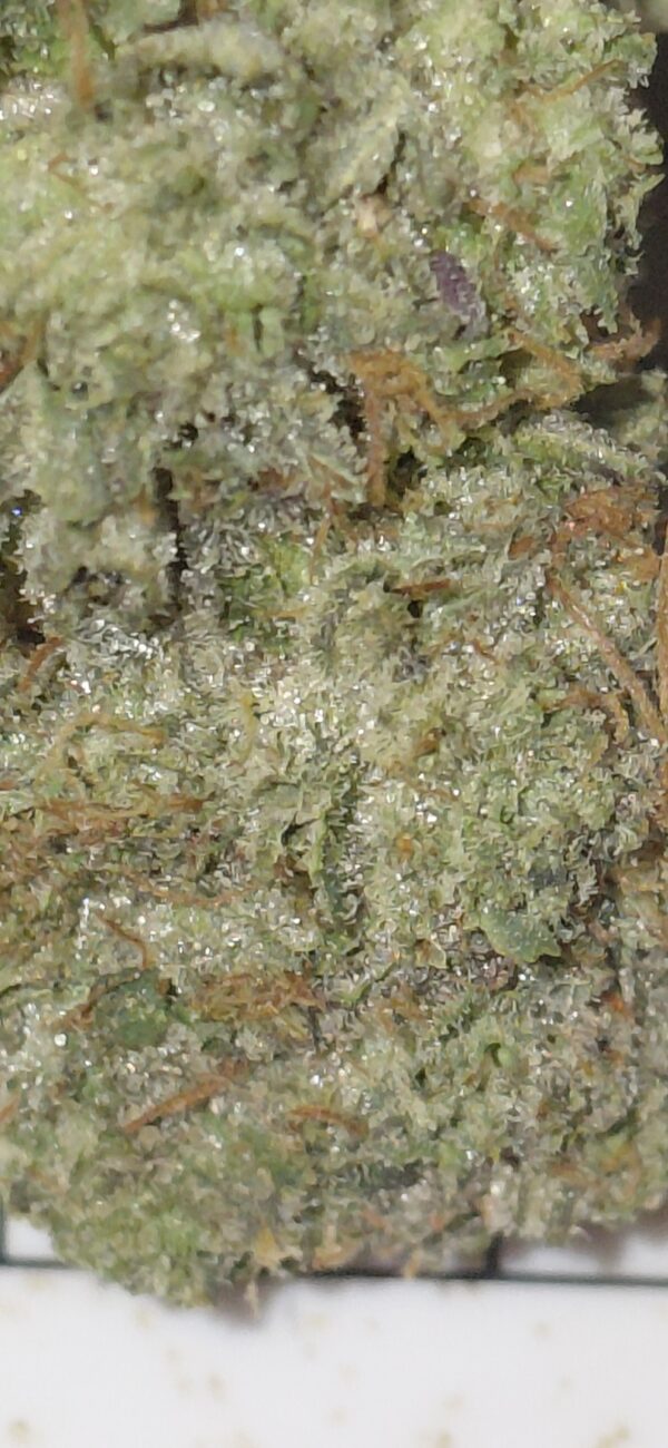 MK Ultra - Image 3