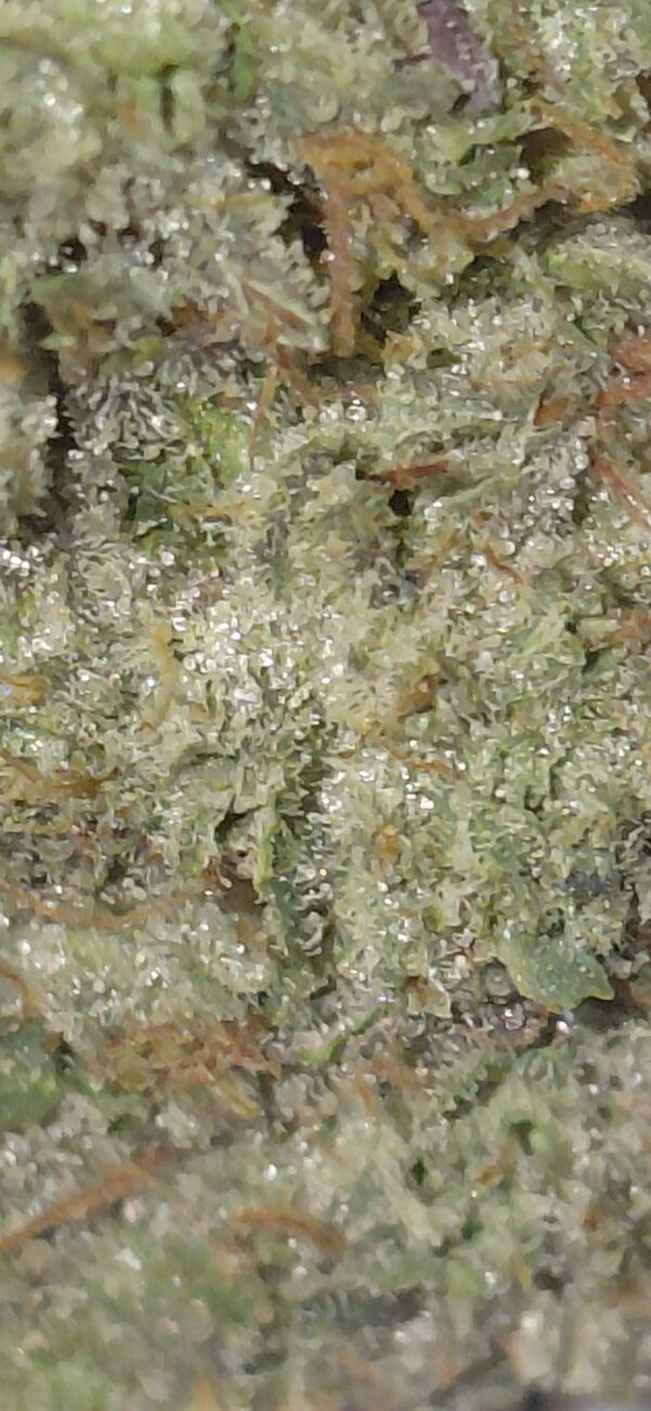 MK Ultra - Image 4