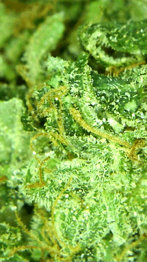 MK Ultra - Image 5