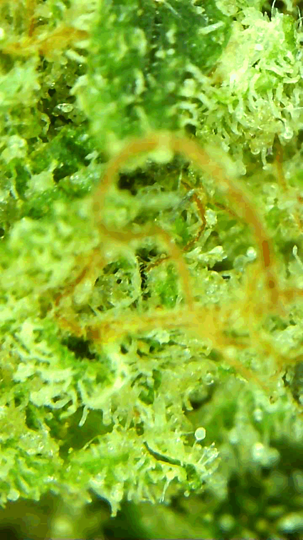 MK Ultra - Image 8