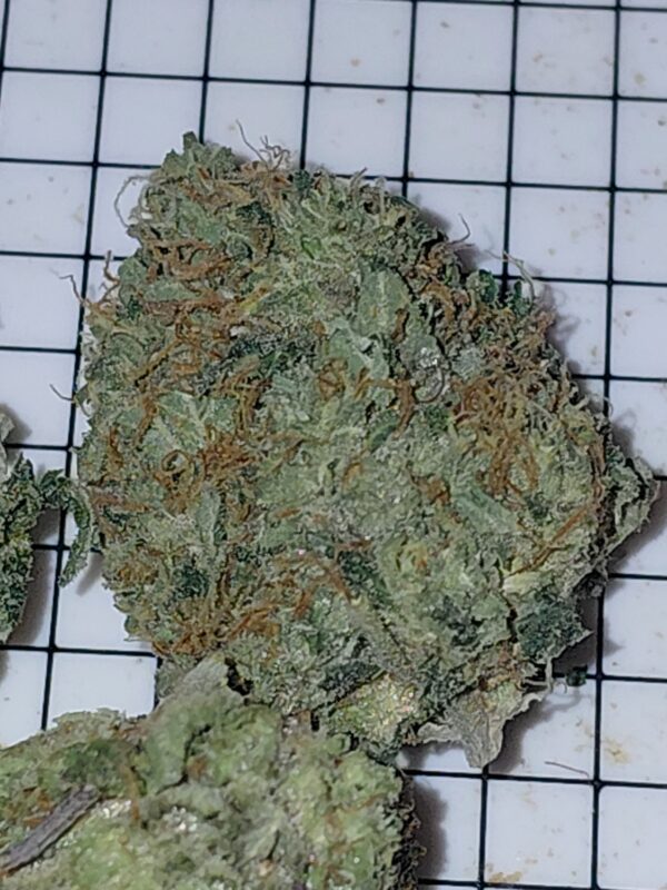 MK Ultra - Image 2