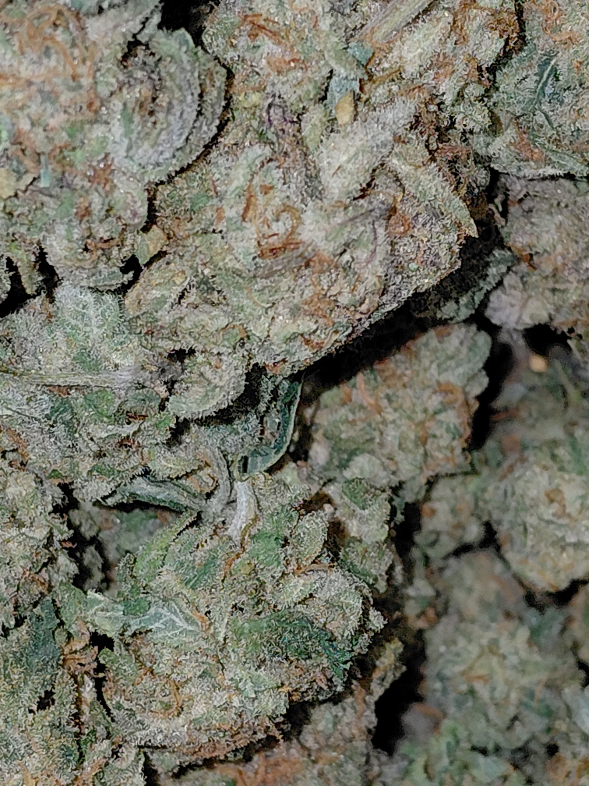 Canada's FREE Online Cannabis Store - Receive Up to 30 grams CEREAL MILK - Image 6