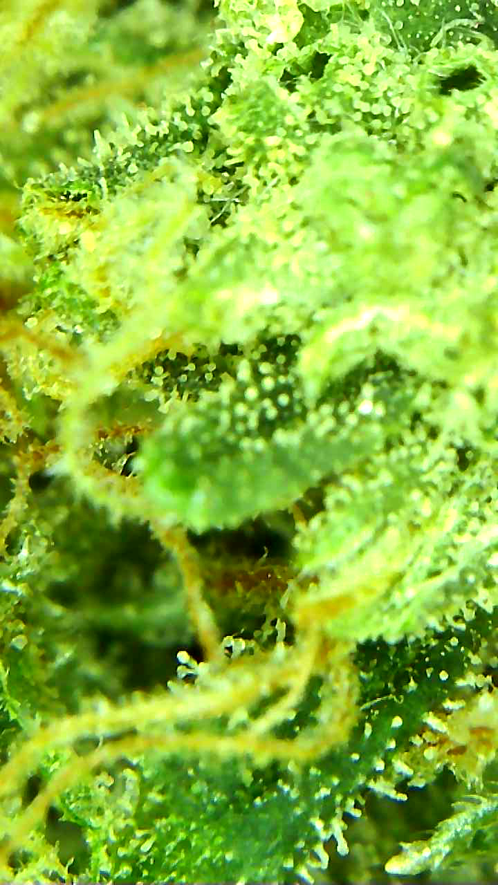 Canada's FREE Online Cannabis Store - Receive Up to 30 grams Donkey Butter - Image 7