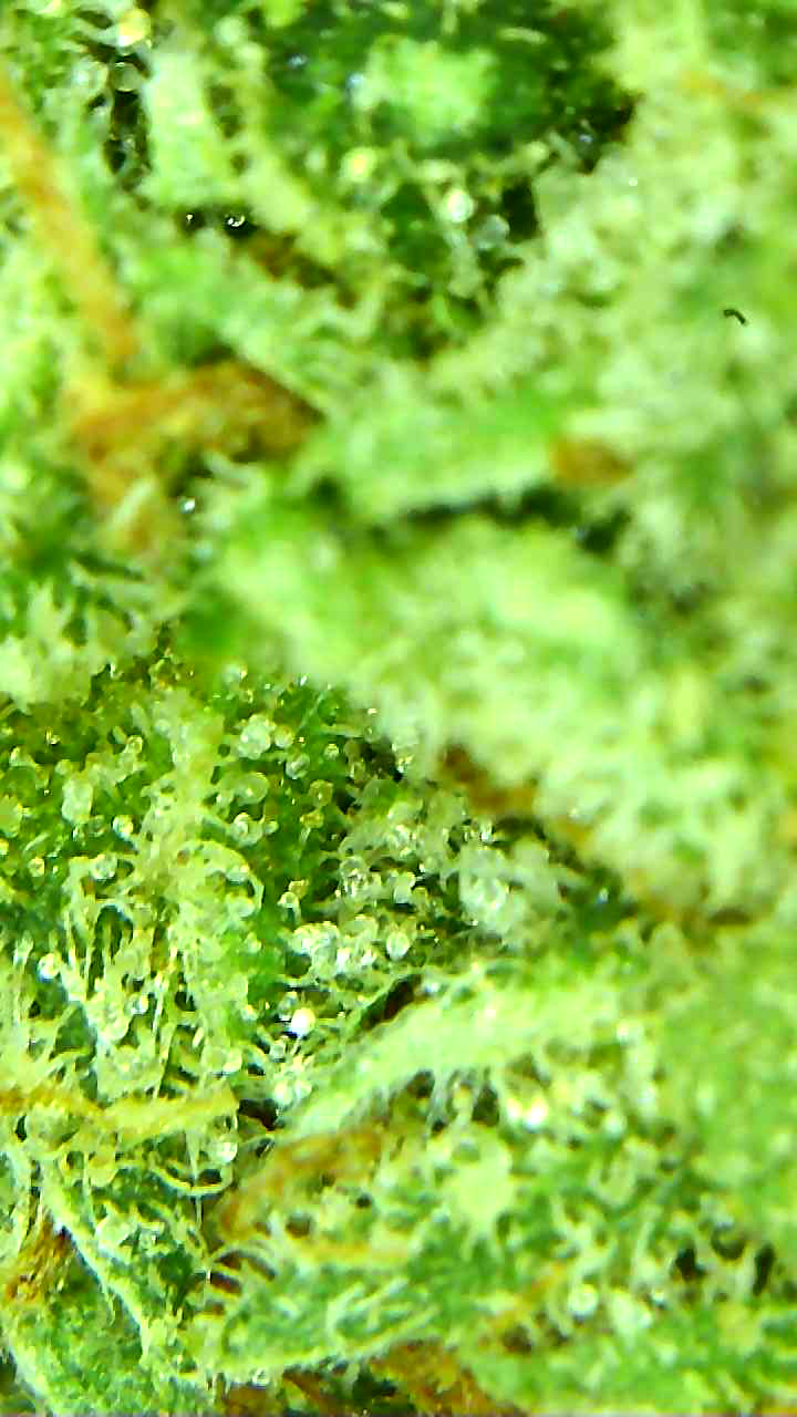 Canada's FREE Online Cannabis Store - Receive Up to 30 grams Donkey Butter - Image 6