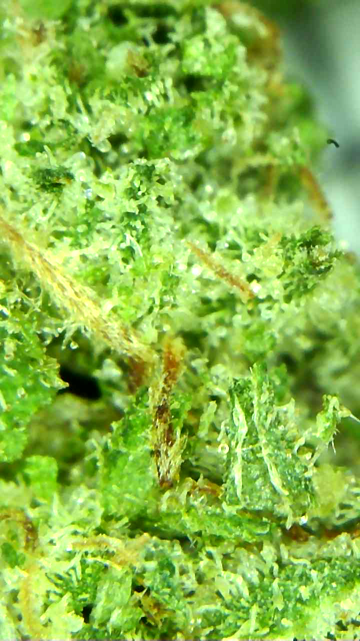 Canada's FREE Online Cannabis Store - Receive Up to 30 grams Alien Cookies - Image 7