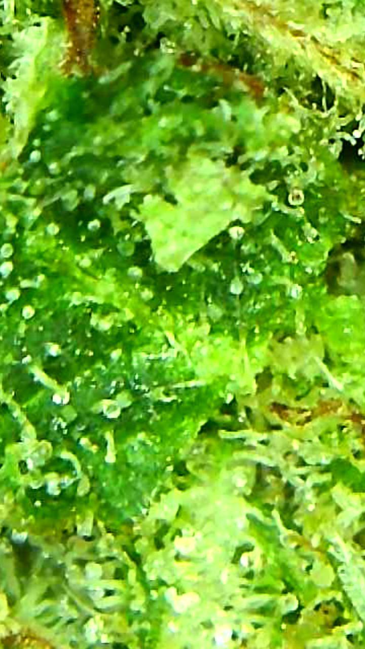 Canada's FREE Online Cannabis Store - Receive Up to 30 grams Alien Cookies - Image 5