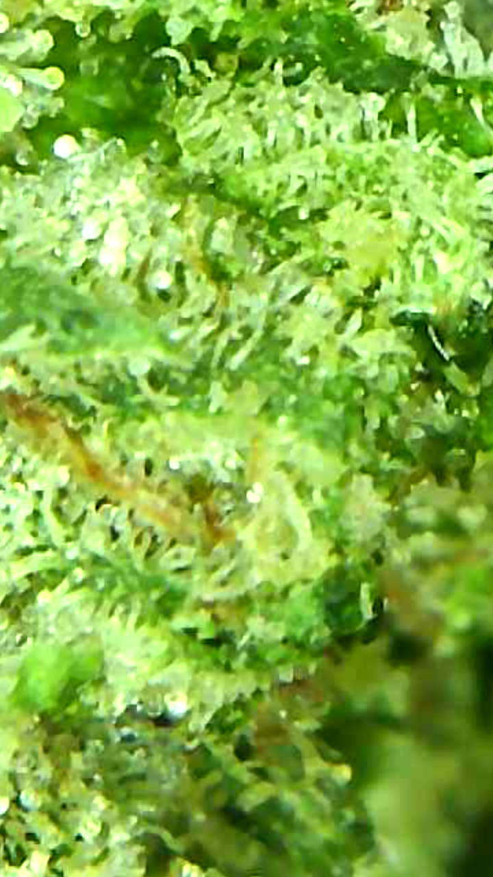 Canada's FREE Online Cannabis Store - Receive Up to 30 grams Alien Cookies - Image 4