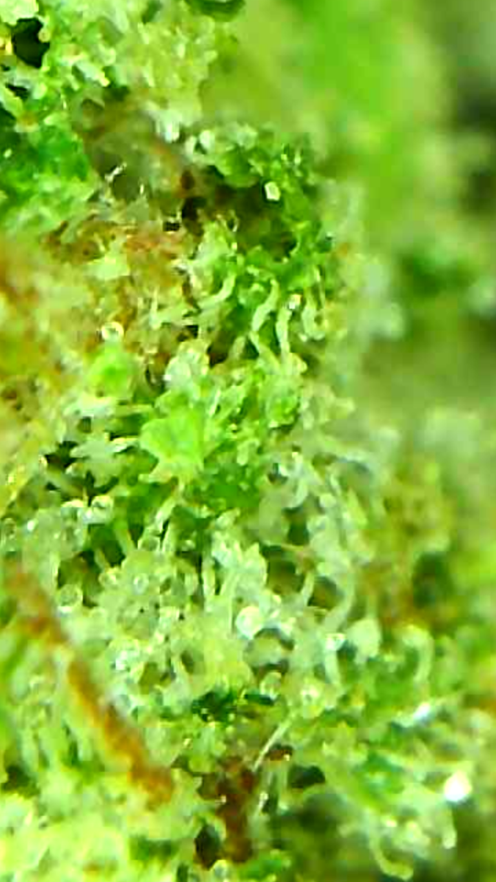 Canada's FREE Online Cannabis Store - Receive Up to 30 grams Alien Cookies - Image 3